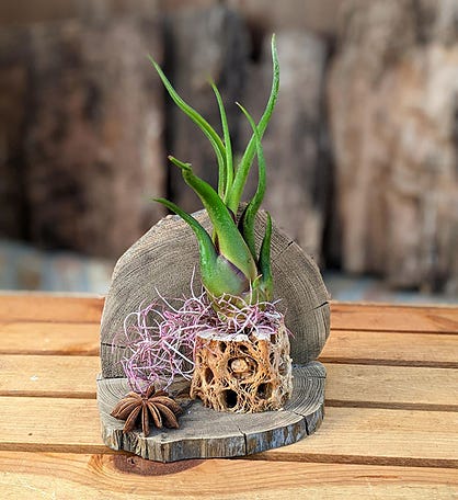 Unique Air Plant In A Handcrafted Cypress Cholla Wood Setting